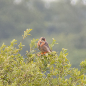 Thumbnail of Red-footed Falcon